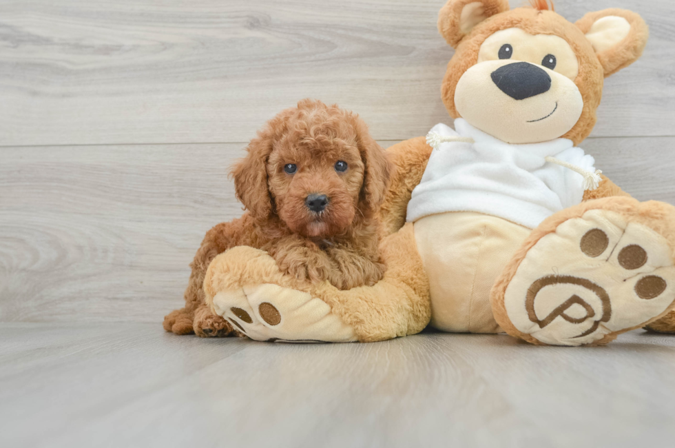 5 week old Mini Goldendoodle Puppy For Sale - Premier Pups