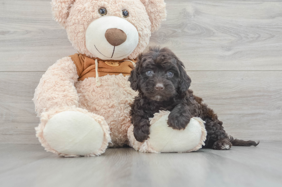 5 week old Mini Portidoodle Puppy For Sale - Premier Pups