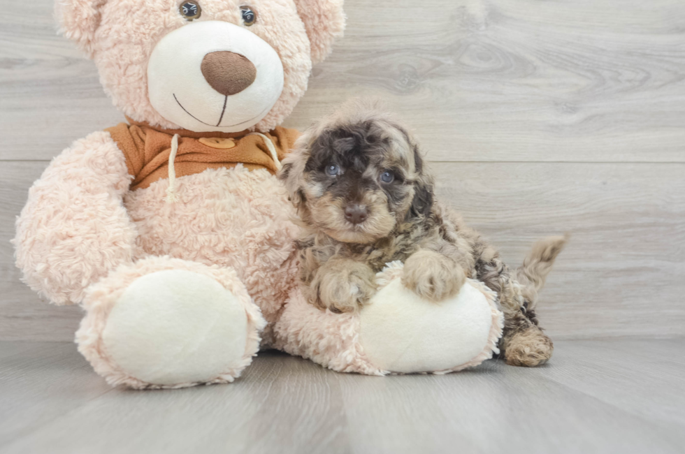 5 week old Mini Portidoodle Puppy For Sale - Premier Pups